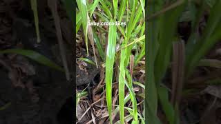 baby crocodiles Rio Tárcoles Costa Rica 🇨🇷 [upl. by Akcira]