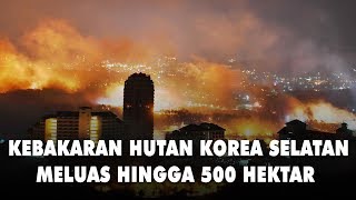 Kebakaran Hutan Korea Selatan Meluas Hingga 500 Hektar  Newsflash [upl. by Bolt97]