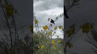 A native Tui enjoying the abundance of Kowhai nectar [upl. by Joletta]