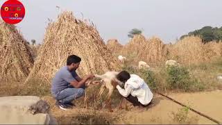 भेड़ बकरियों के बुखार में कौन से इंजेक्शन लगाए  sheep got ke fever mein kaun se injection lagaen [upl. by Ynaffi]