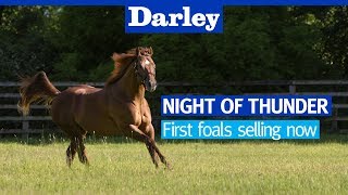 Night of Thunder  first foals selling now [upl. by Catriona]