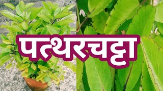 पत्थरचट्टा का पौधाBryophyllum pinnatumHow to grow and care [upl. by Rebmeced]