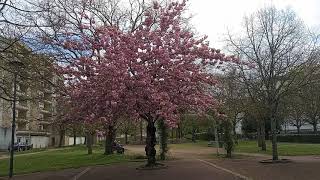 CERISIER du JAPON ou PRUNUS Kanzan Magnifique floraison en pompons [upl. by Ferrand]