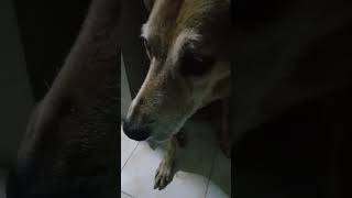 Scared dog for crackers is hiding under wash basintrendingshorts lovingpets dogs [upl. by Ecirehc]