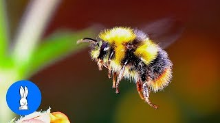 Giant Furry Bumblebees  CUTE Compilation [upl. by Sesom157]