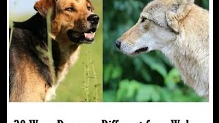 30 Fascinating Differences between wolves and dogs [upl. by Hulton]