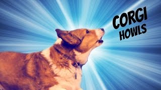 Corgi Howls [upl. by Trista]