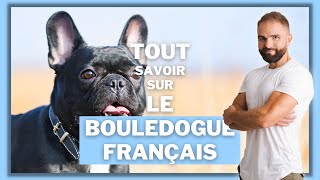 Infos race de chien Bouledogue français  Tout savoir sur cette race de chien [upl. by Eleira27]