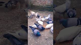 Haseen kabutar Cute puzzy on pigeon status kabutar pigeonspecies [upl. by Eniamsaj]