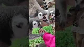 HAH Cute lemurs😍😍pet cat kitten cute cutespets dog [upl. by Burton39]