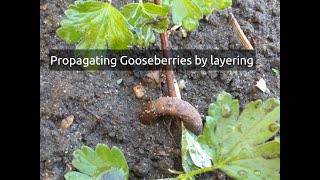 Propagating Gooseberry plants [upl. by Damle]