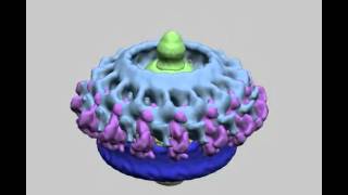 The Unique Paradigm of Spirochete Motility and Chemotaxis Supplemental Video 2 [upl. by Relyat520]