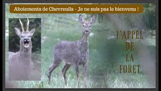 Aboiements de Chevreuils  Je ne suis pas le bienvenu  Photo Animalière [upl. by Ivz]