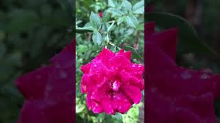 Beautiful garden flowernature subscribemyyoutubechannel foryou shortvideoviralshort [upl. by Jannery842]