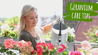 How to care for geraniums  Tips for planting your balcony with pelargoniumBalcony plant care guide [upl. by Tem147]