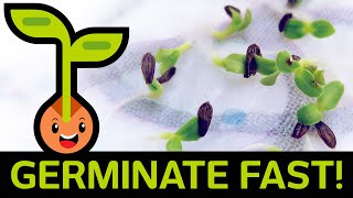 🌱 Fast amp Easy Seed Germination How to Start Seedlings from Paper Towel Method Container vs Baggie [upl. by Drawdesemaj57]