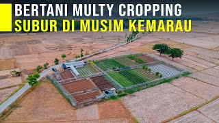 Lahan Tetap Subur Di Musim Kemarau Dengan Sistem Multy Cropping Bisa Panen Berbagai Jenis Sayuran [upl. by Nwhas828]