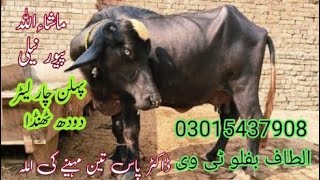 watch pure neeli Ravi buffalo for sale in Punjab Pakistan Altaf buffalo TV [upl. by Piane261]