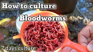 How to culture bloodworms [upl. by Endaira217]