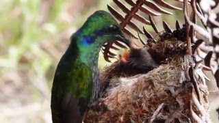 Colibri thalassinus Green violetear feeding chicks [upl. by Eet]