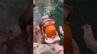 Hippos Crunching Pumpkins for Halloween  Cincinnati Zoo [upl. by Etnecniv]