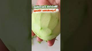 Mango Pulihora  Mamidikaaya Pulihora Telugu Recipes  RADISRI KITCHEN [upl. by Nhaj733]