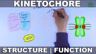 Kinetochore  Structure and Function [upl. by Lleder]