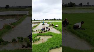 Paddy Seedling Uprooting by Amazing Farmers shorts [upl. by Soigroeg]