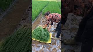 Beautiful Harvest On The Green Onions Farm satisfying shortsvideo [upl. by Tearle]