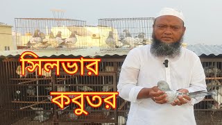 সেন্টু ভাইয়ের সিলভার কবুতর  Sentu mspigeonloft video kobutor kobutorpalon silver giribaj [upl. by Aniloj]