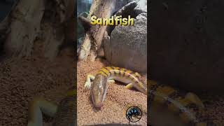 A Lizard Or Fish 🐠 animals nature funfact pets reptile cute lizard skink sandfish [upl. by Desiri]