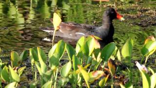 Common Moorhen [upl. by Akirahs824]