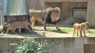 Lion Cubs at the National Zoo [upl. by Tereb]