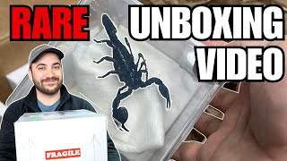 Unboxing GIANT Scorpions  Feeding and Setup Emperor Scorpions Pandinus imperator [upl. by Leunamne]