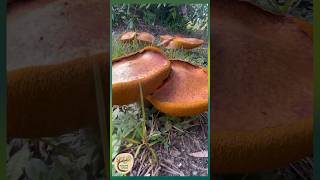 Slippery Jack Mushrooms Nature’s Hidden Gems  Dharug Country [upl. by Justen]