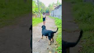 අම්මෝ වැනිල්ල එයාගේ 😍 sadakwela rotwillerfunny dogs cuteanimals pets [upl. by Jone]