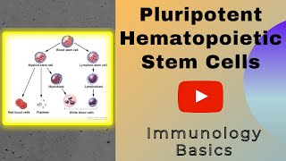 Pluripotent hematopoietic stem cells  Stem Cells  Genesis Academy [upl. by Margarita]