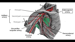 Anatomy of Subscapular Artery Circumflex scapular Artery Thoracodorsal Artery  Origin Course [upl. by Sorel596]