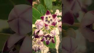 Most Poisonous Plant  Calotropis [upl. by Aliuqat]