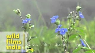 Blue monsoon Himalayan meadow flowers  Commelina paludosa [upl. by Kamerman]