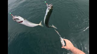 Eastmans Fishing Mack Attack 2024 fishing fish mackerel [upl. by Martino]