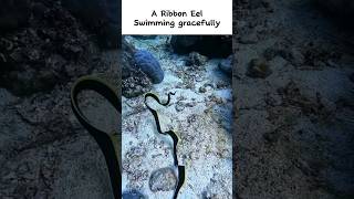 A beautiful Ribbon Eel swimming gracefully shorts [upl. by Nommad]