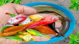 Catch tiny fish in colorful eggs sad wing fish angel fish blue fish guppy fish turtle catfish [upl. by Nipsirc295]