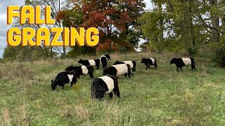 Opening Up Pasture For Fall Grazing [upl. by Jahdiel]