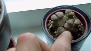 Lithops Living Stones Update  Time to think about Watering [upl. by Arias]