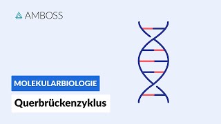 Querbrückenzyklus  Biochemie  Physiologie  AMBOSS Video [upl. by Ahsekyt]