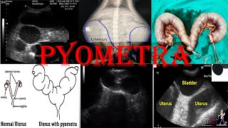 Understanding Pyometra in Pets Types Risks Causes treatment amp Prevention [upl. by Aileda]