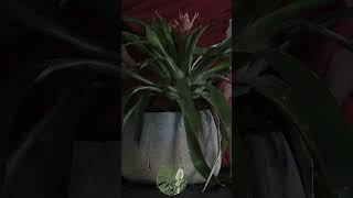 Soothing Guzmania Lingulata ASMR Drift Away with Natures Gentle Touches for Deep Relaxation [upl. by Gabe]