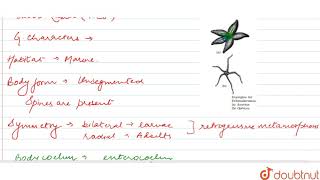 PHYLUM � ECHINODERMATA [upl. by Ecydnak]