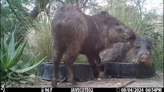 8624 Javelinas hang out at the water bowls [upl. by Eimerej]